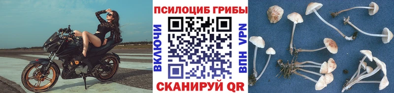 Купить закладки  Кологрив  Псилоцибиновые грибы Psilocybe 